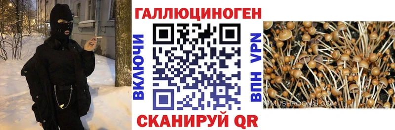 площадка Telegram Тосно Псилоцибиновые грибы прущие грибы
